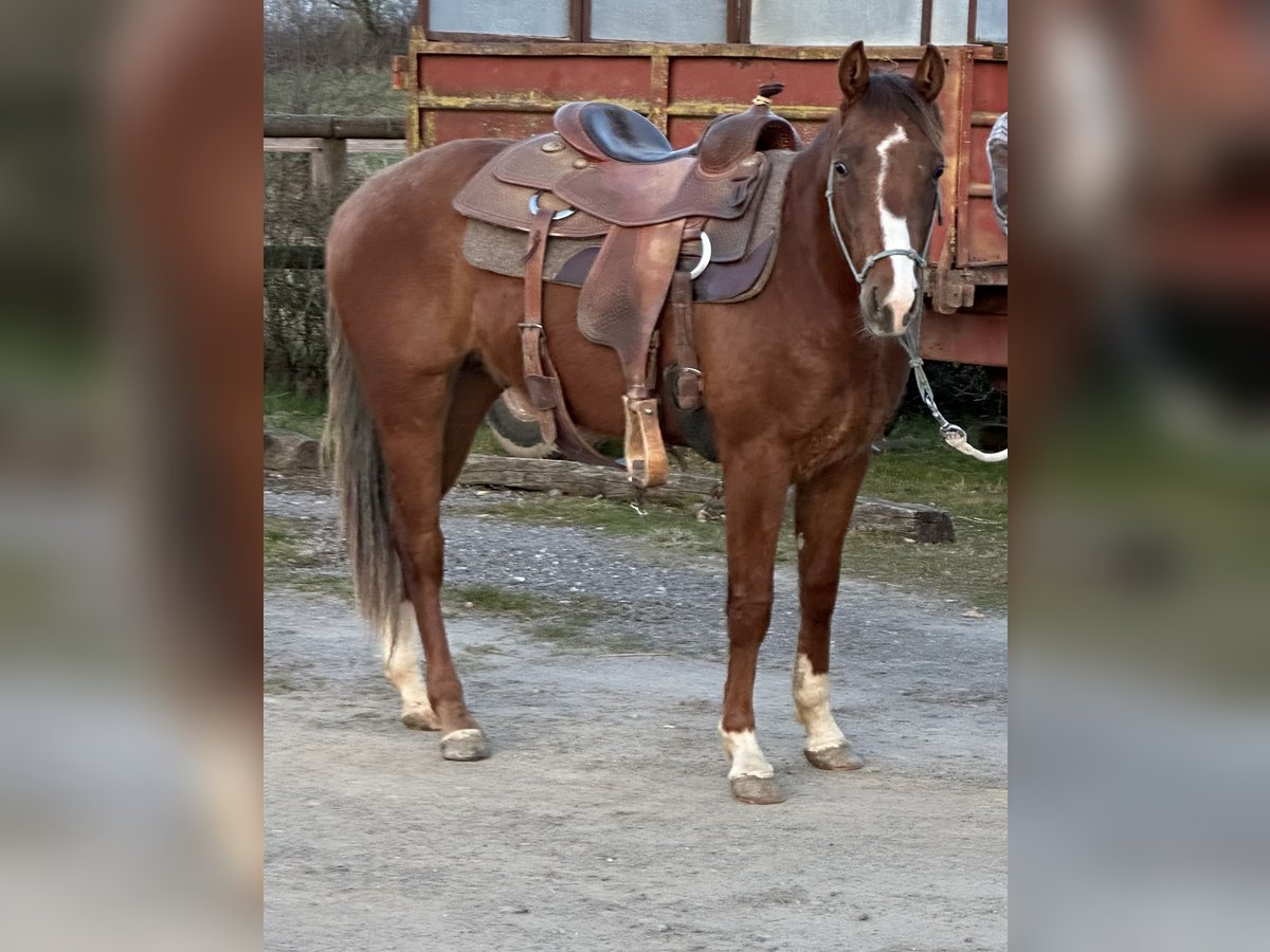 American Quarter Horse Hengst 2 Jahre 145 cm Dunkelfuchs in Metzervisse