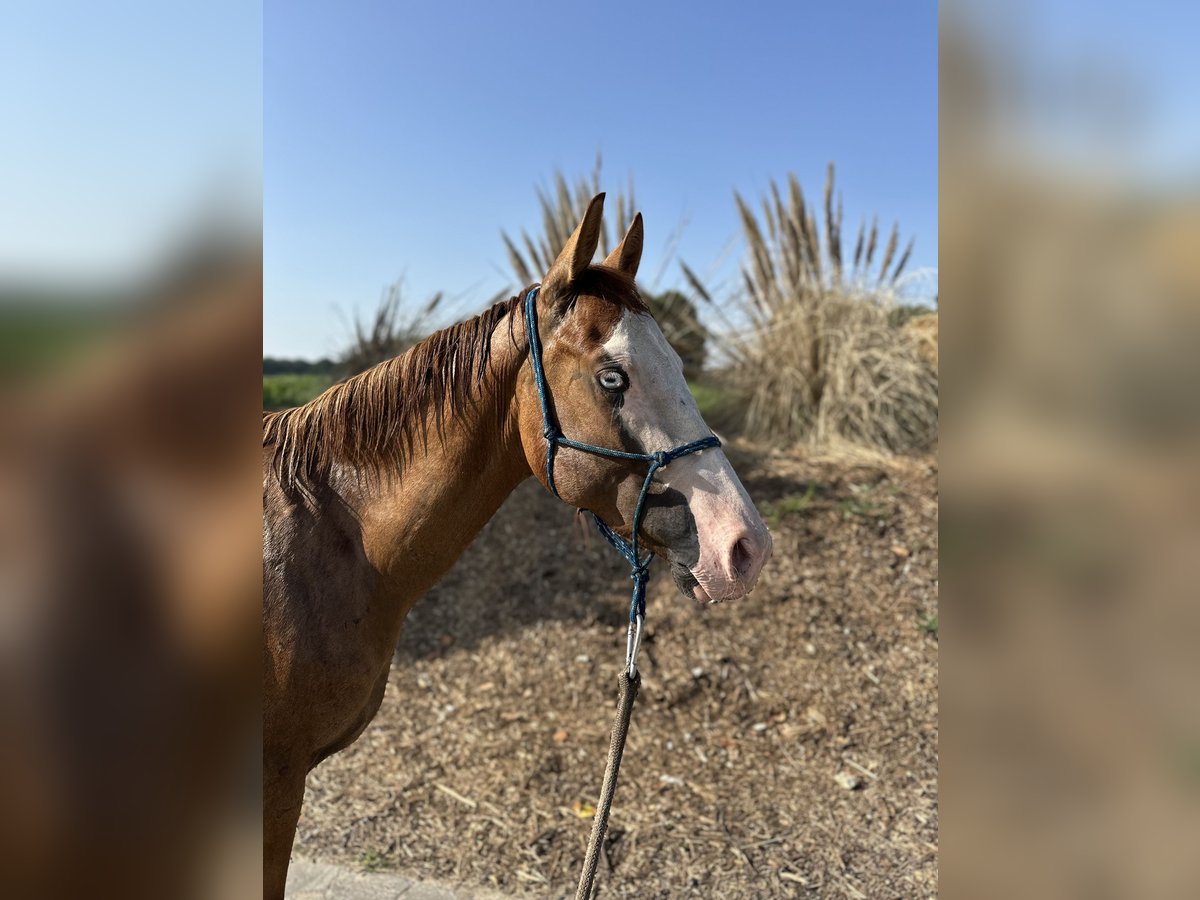 American Quarter Horse Hengst 2 Jahre 145 cm Falbe in Straelen