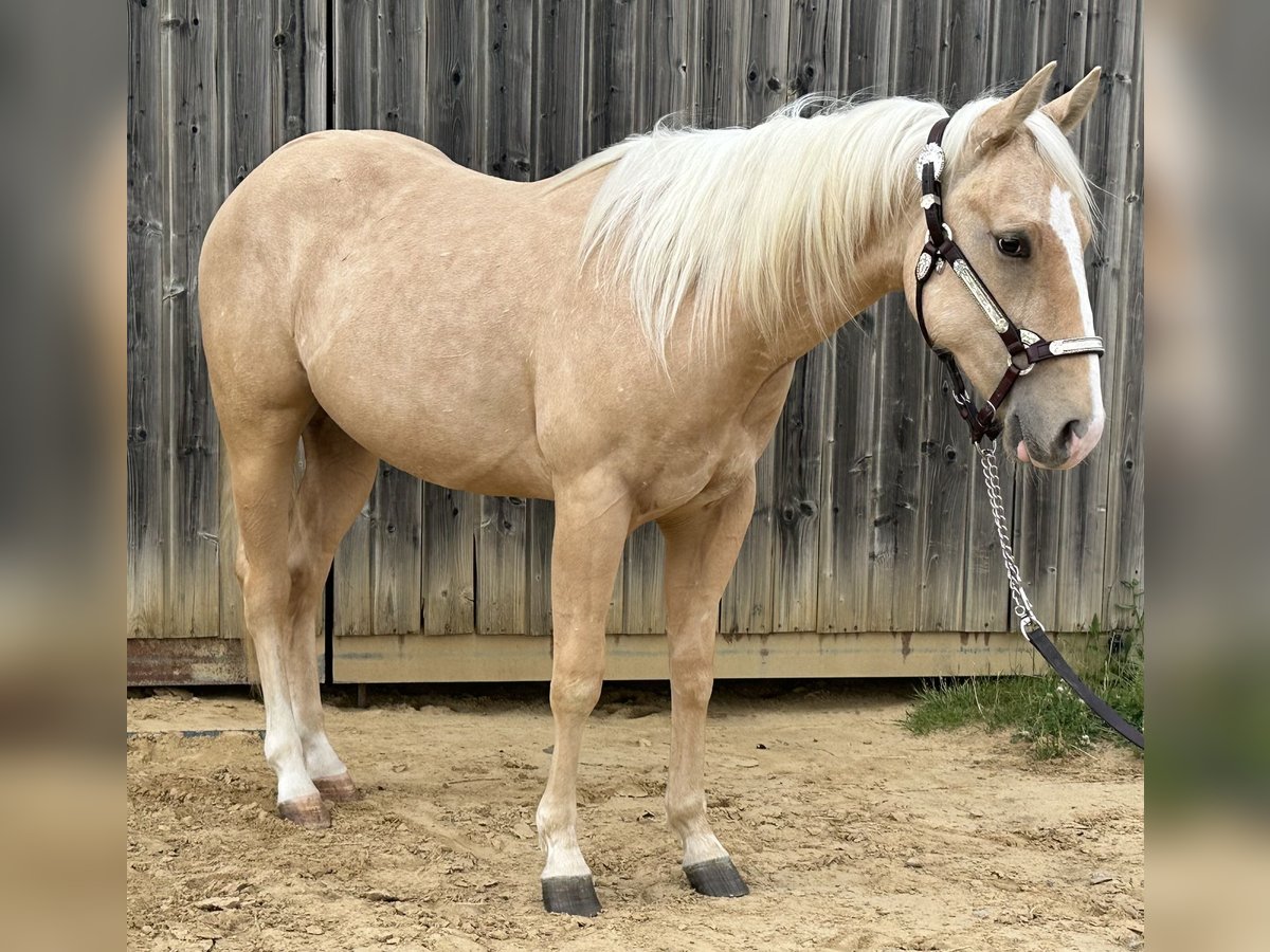 American Quarter Horse Hengst 2 Jahre 145 cm Palomino in Metzervisse