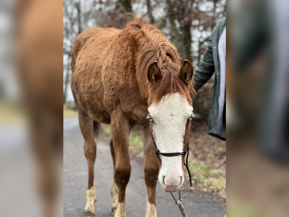 American Quarter Horse Hengst 2 Jahre 145 cm Red Dun in Straelen