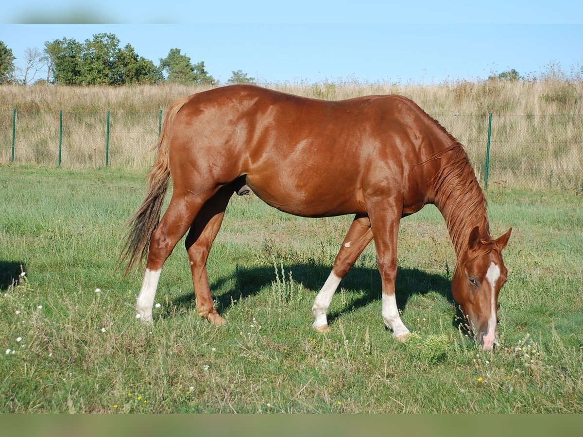 American Quarter Horse, Hengst in Ludwigslust
