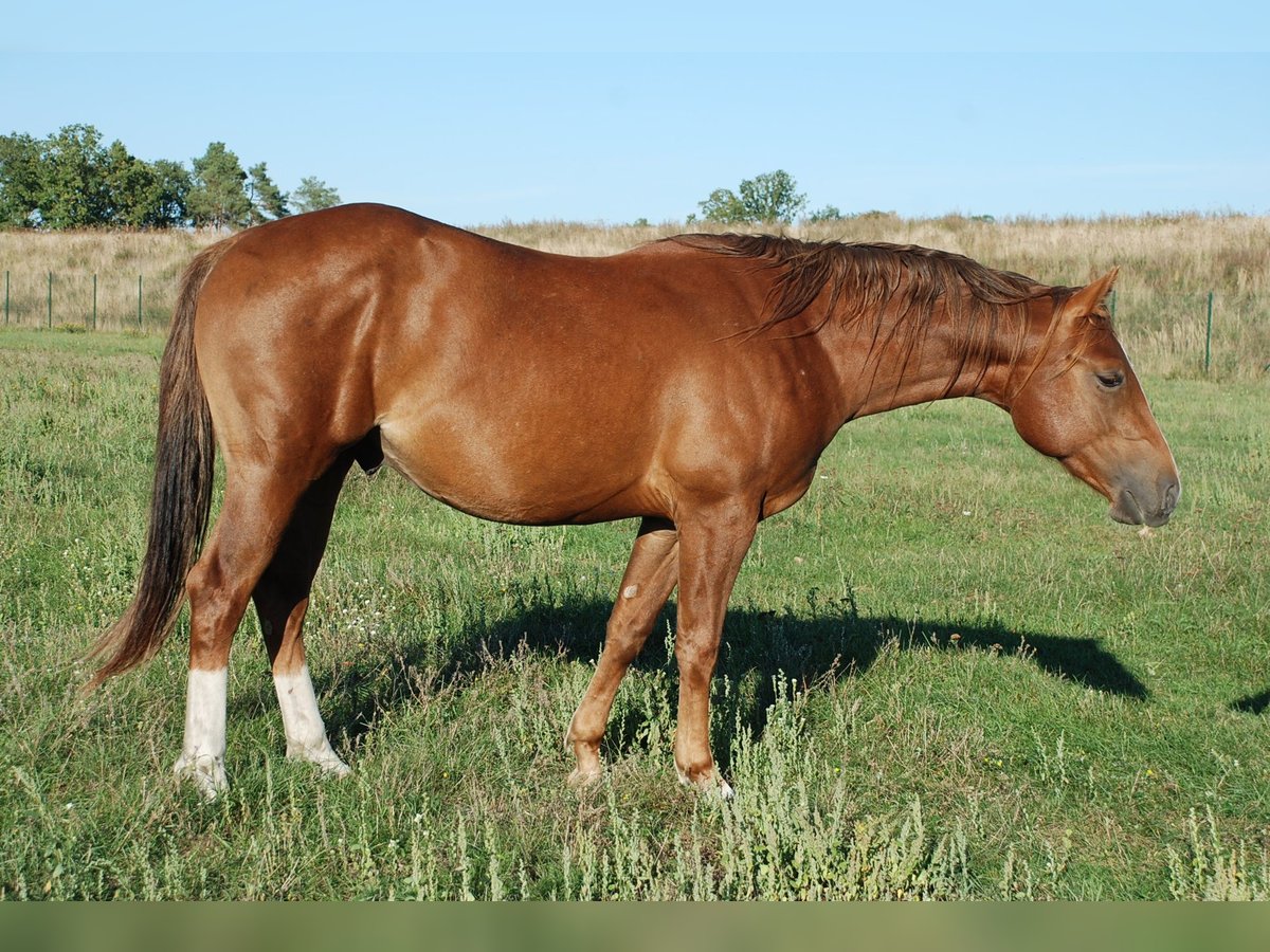 American Quarter Horse, Hengst in Ludwigslust