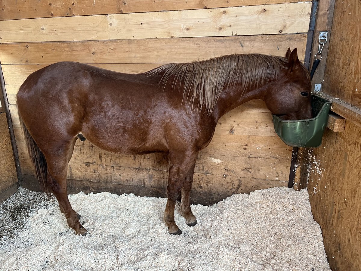 American Quarter Horse Hengst 2 Jahre 148 cm Fuchs in Dossenheim