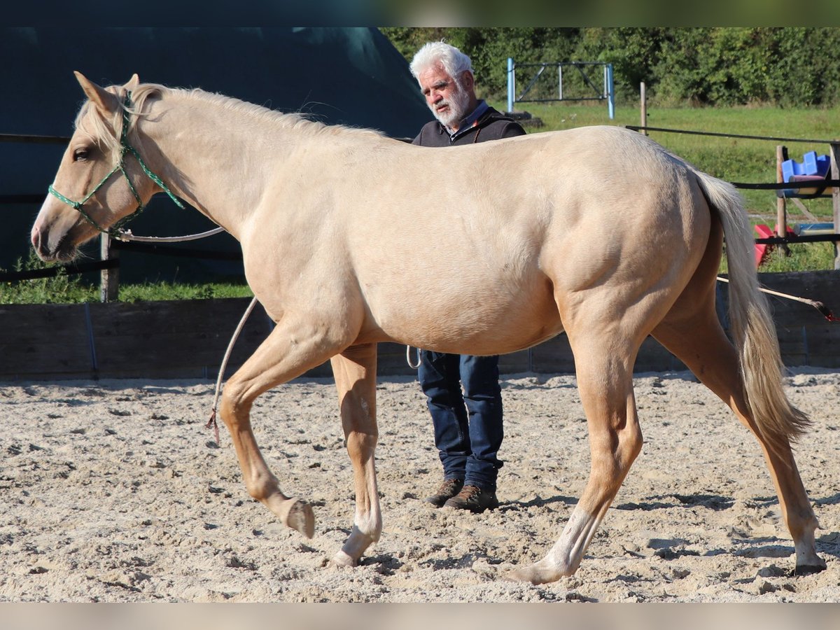 American Quarter Horse Hengst 2 Jahre 148 cm Palomino in M&#xFC;glitztal