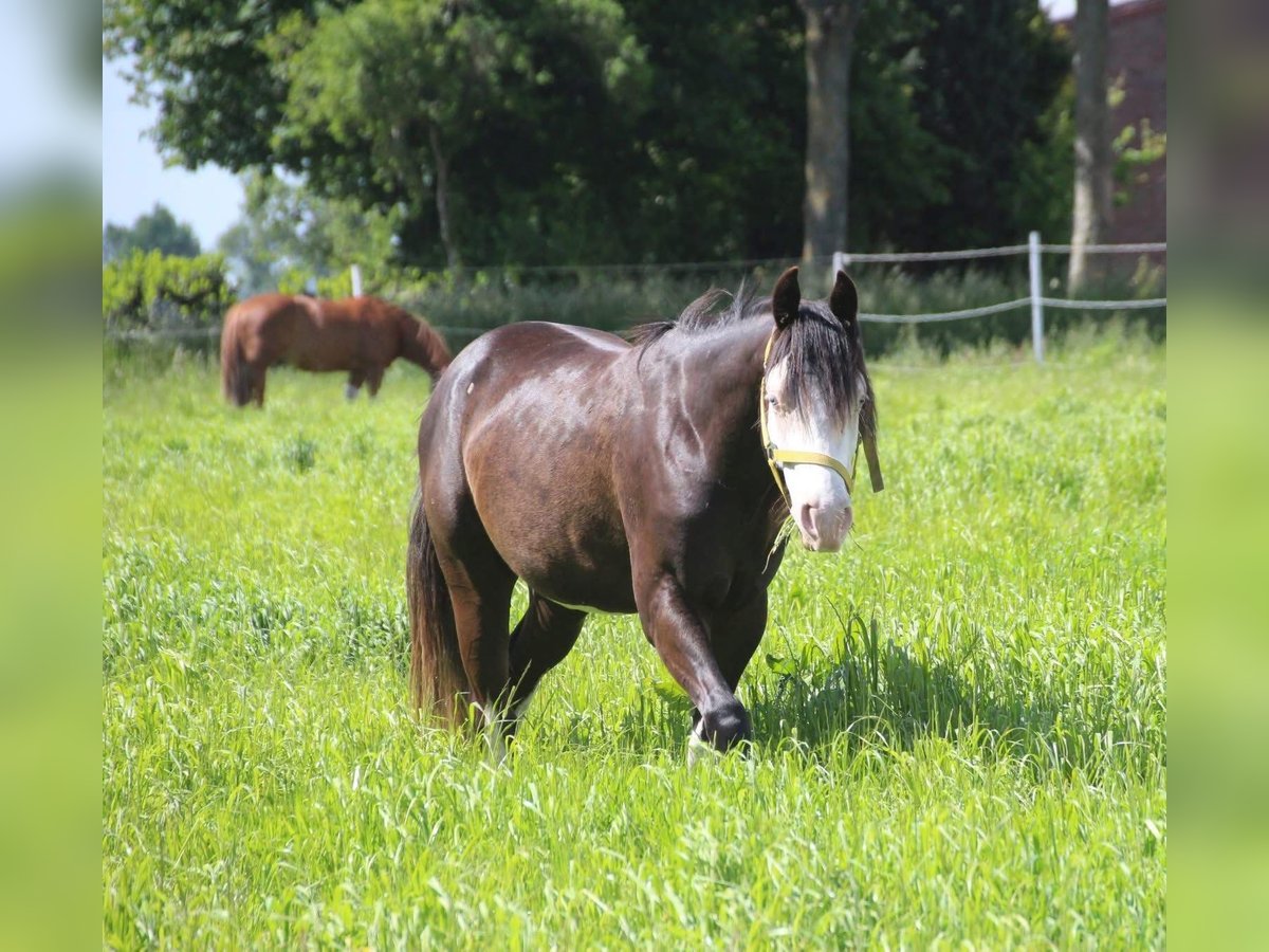 American Quarter Horse Hengst 2 Jahre 148 cm Schwarzbrauner in Rhede
