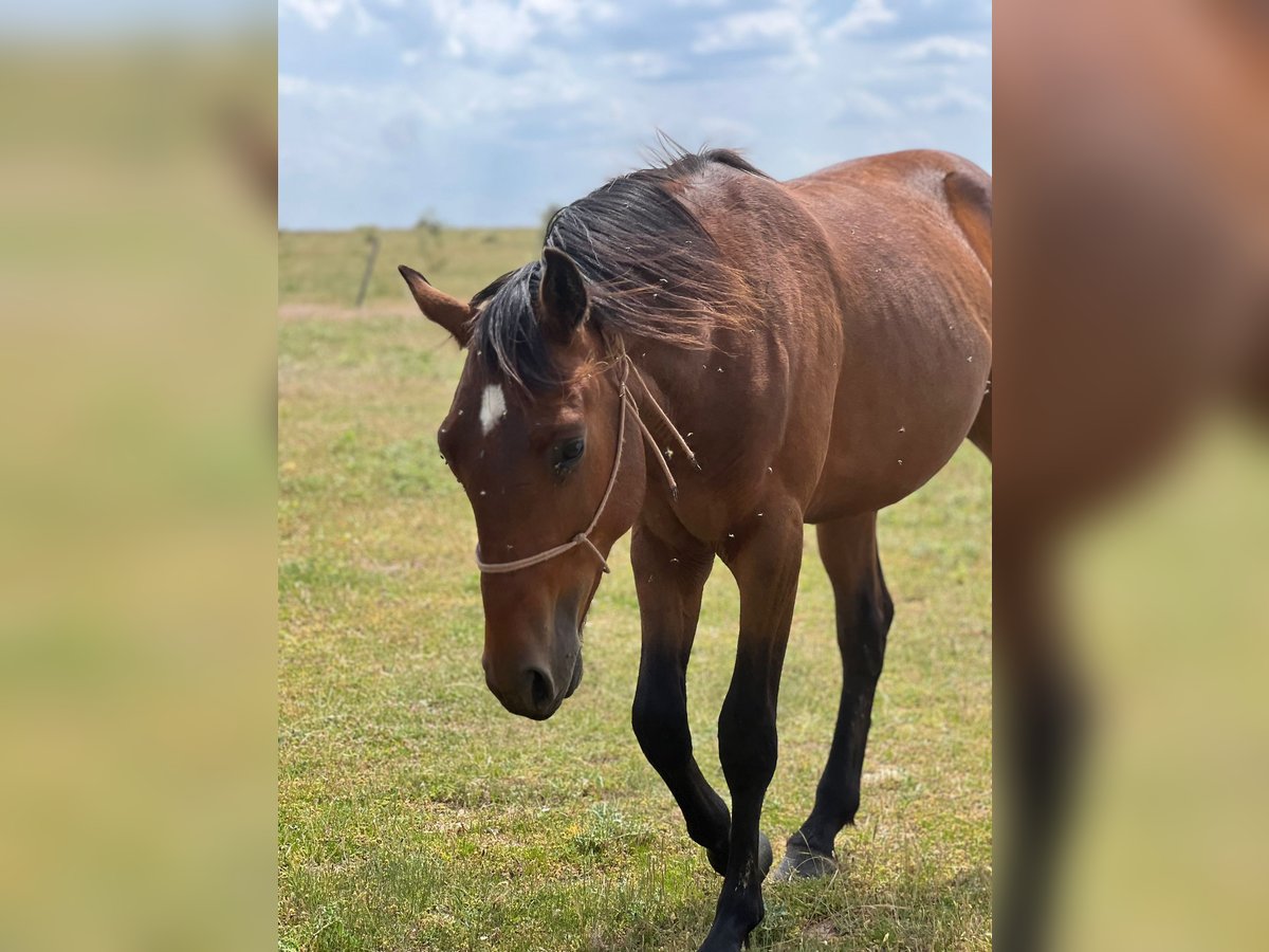 American Quarter Horse Mix Hengst 2 Jahre 150 cm Brauner in Grajera