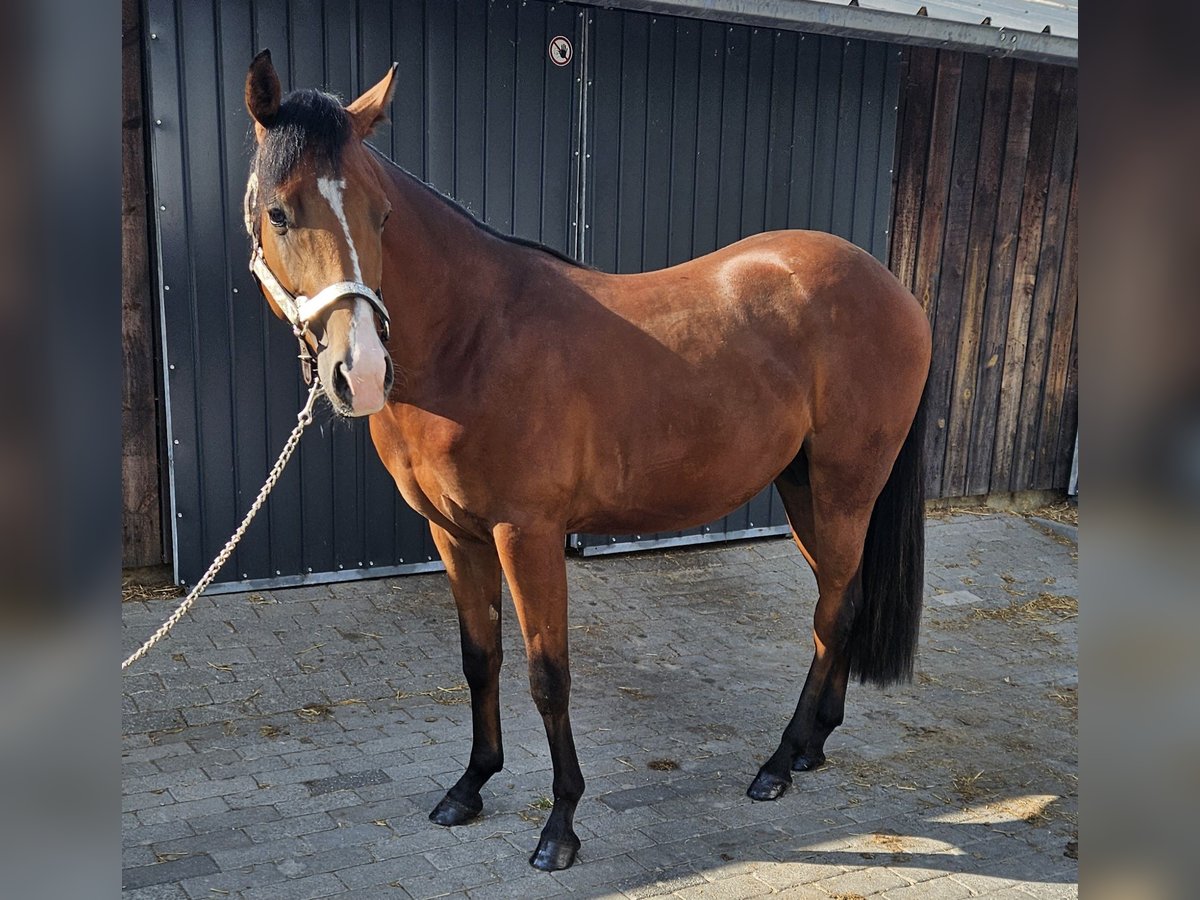 American Quarter Horse Hengst 2 Jahre 150 cm Brauner in Bocholt