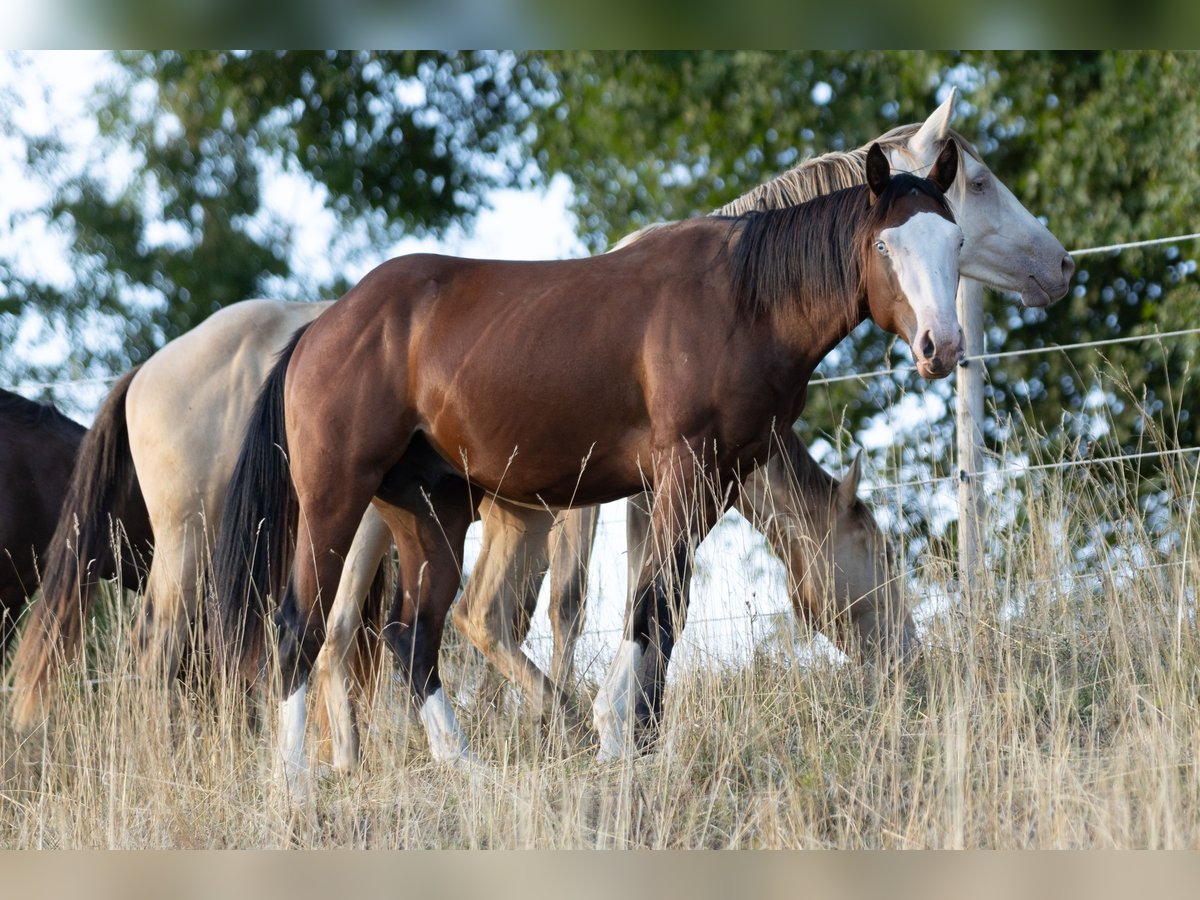 American Quarter Horse, Hengst in Waldshut-Tiengen
