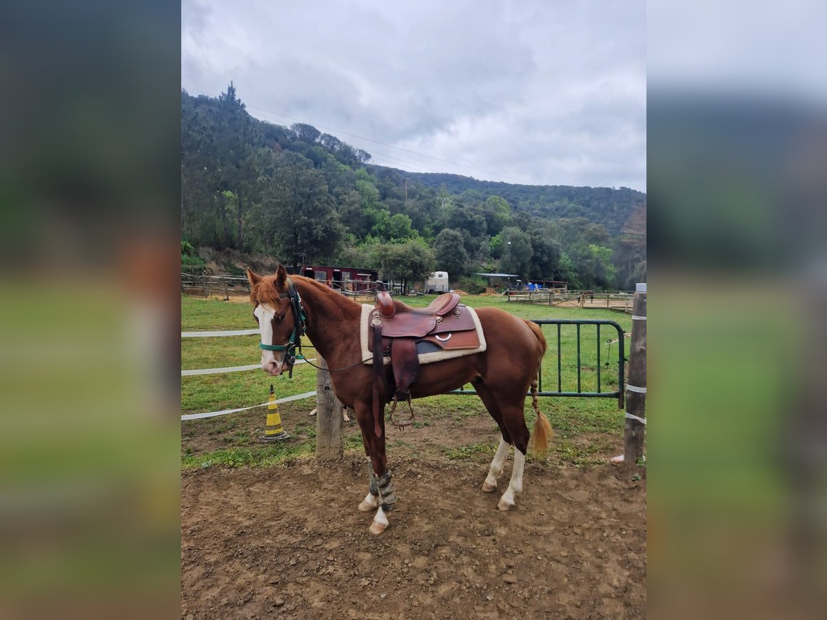 American Quarter Horse Hengst 2 Jahre 150 cm Dunkelfuchs in Sant Celoni