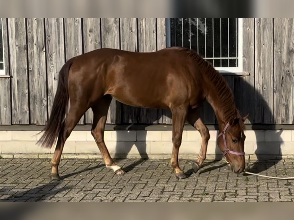 American Quarter Horse Hengst 2 Jahre 150 cm Dunkelfuchs in Hengelo