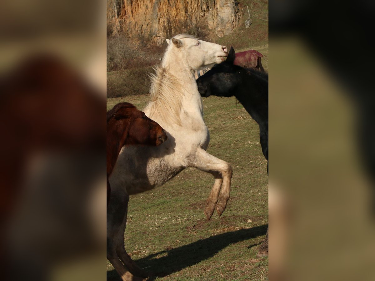 American Quarter Horse Hengst 2 Jahre 150 cm Perlino in Morschen