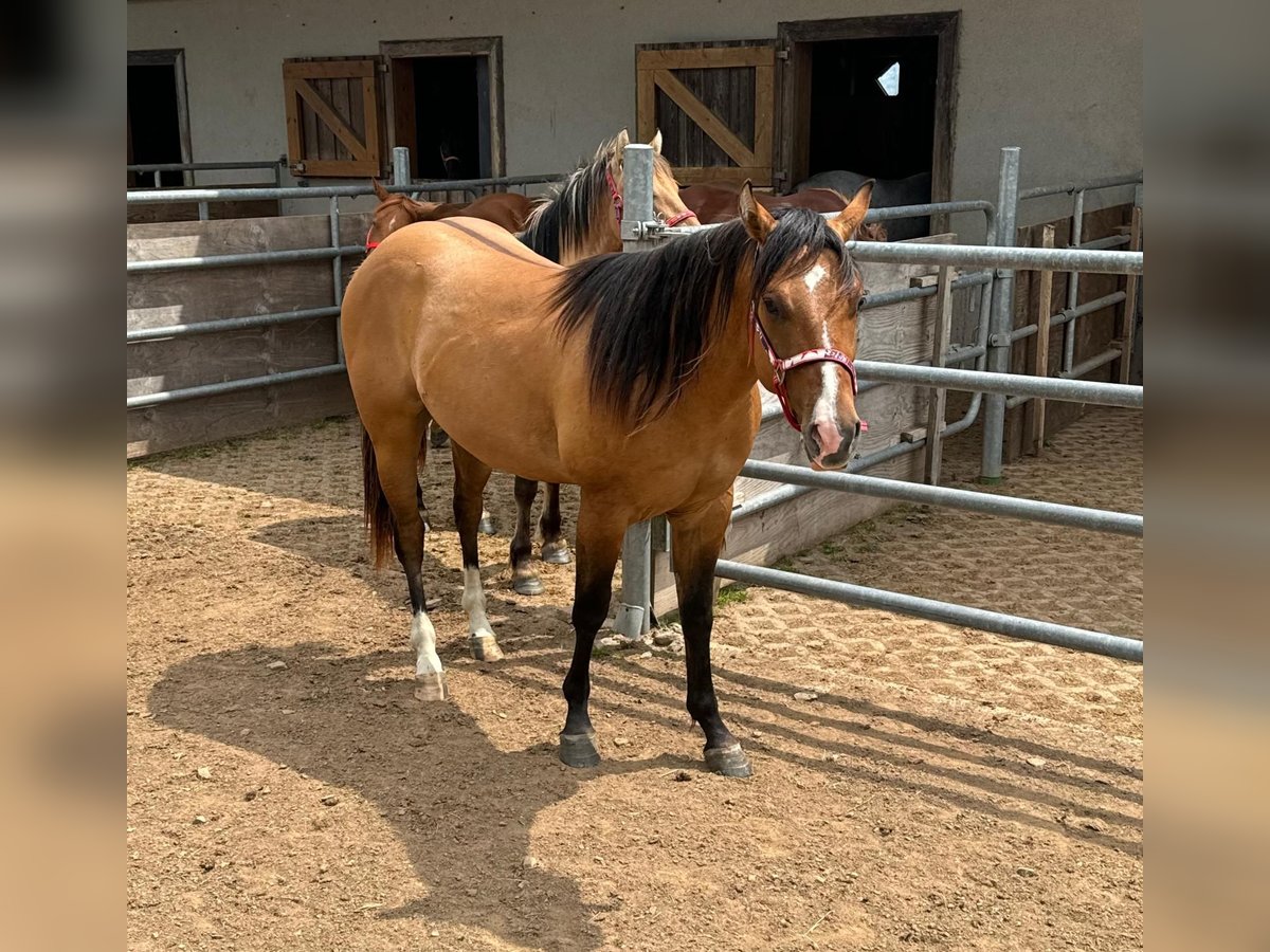 American Quarter Horse Hengst 2 Jahre 150 cm Red Dun in Daleiden