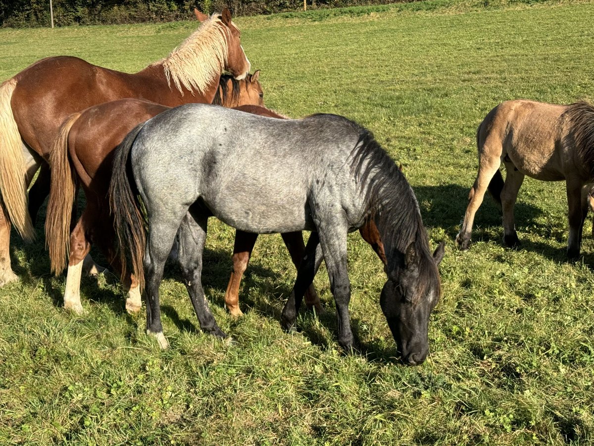 American Quarter Horse Hengst 2 Jahre 150 cm Roan-Blue in Daleiden