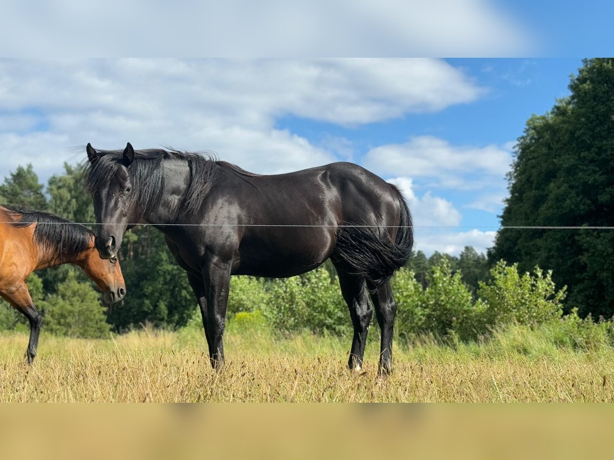 American Quarter Horse Hengst 2 Jahre 151 cm Rappe in Bredereiche