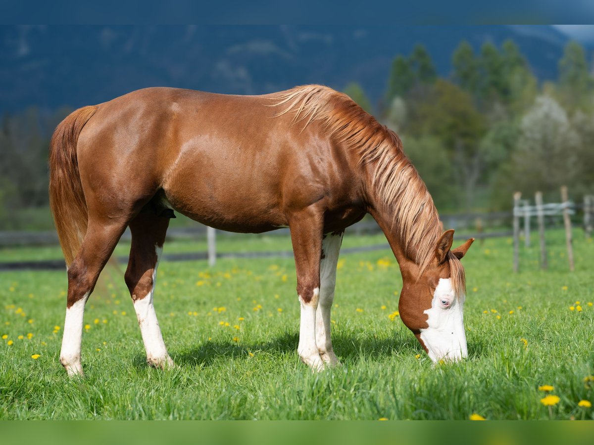 American Quarter Horse Hengst 2 Jahre 152 cm Rotfuchs in Ljubljana