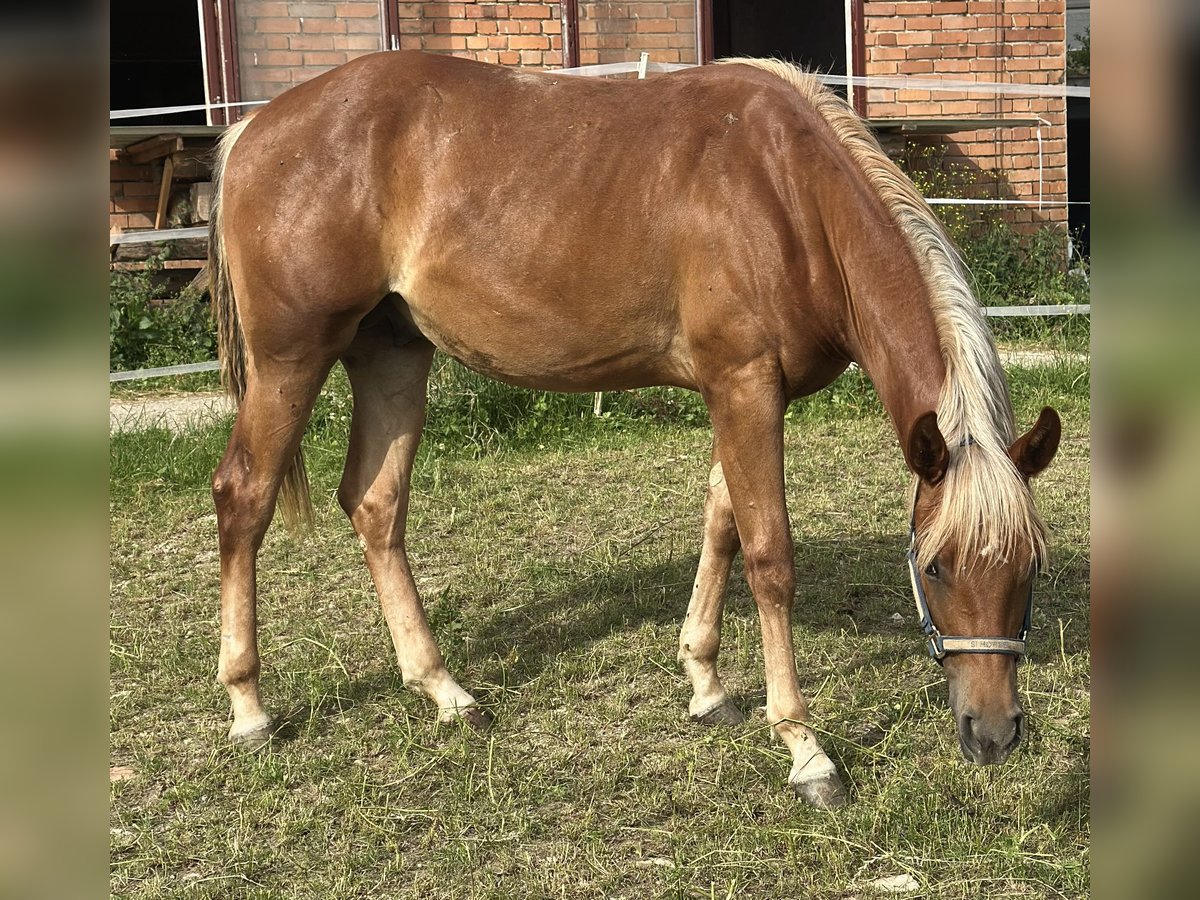 American Quarter Horse Hengst 2 Jahre 153 cm Fuchs in Alfeld (Leine)