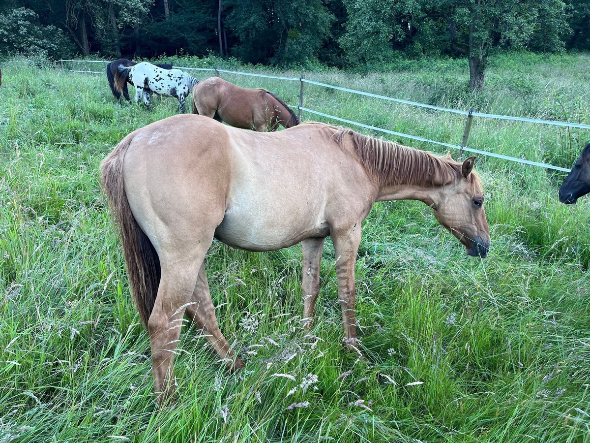 American Quarter Horse Hengst 2 Jahre 154 cm Red Dun in Reichelsheim