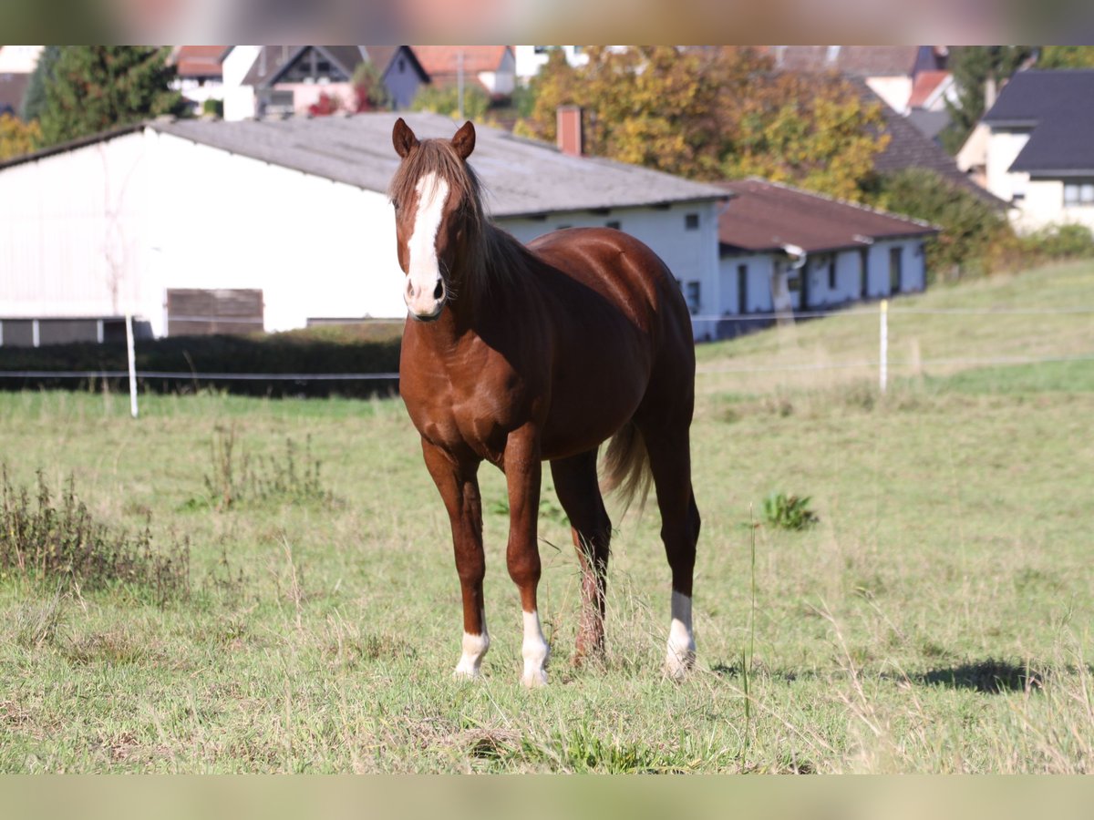 American Quarter Horse Hengst 2 Jahre 155 cm Fuchs in Büdingen