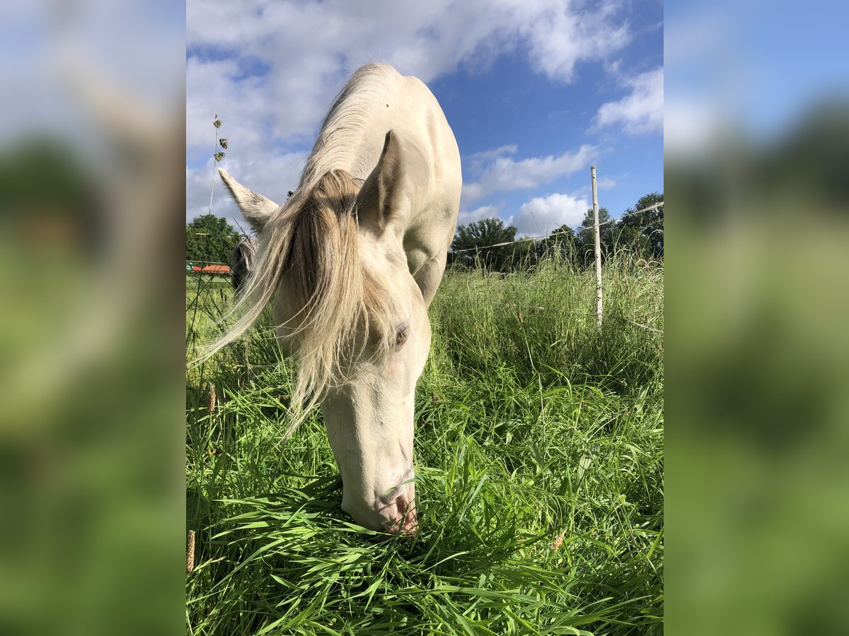 American Quarter Horse Hengst 2 Jahre 156 cm Champagne in Zoersel