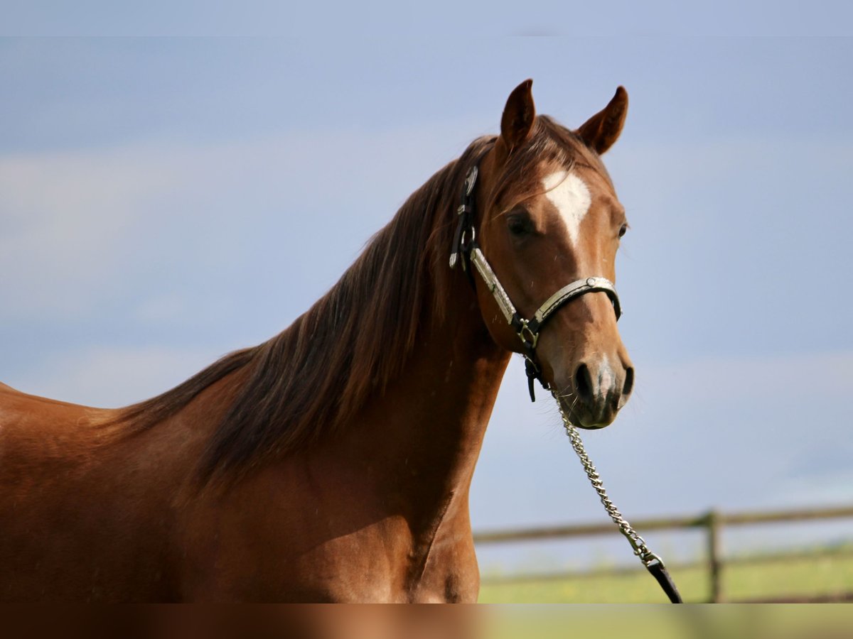 American Quarter Horse Hengst 2 Jahre 160 cm Fuchs in Lemgo