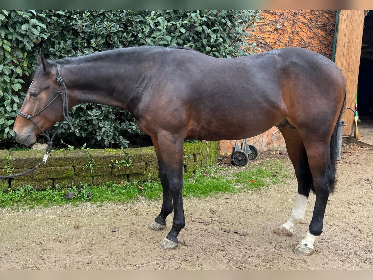 American Quarter Horse Hengst 2 Jahre Brauner in Castiglione Delle Stiviere