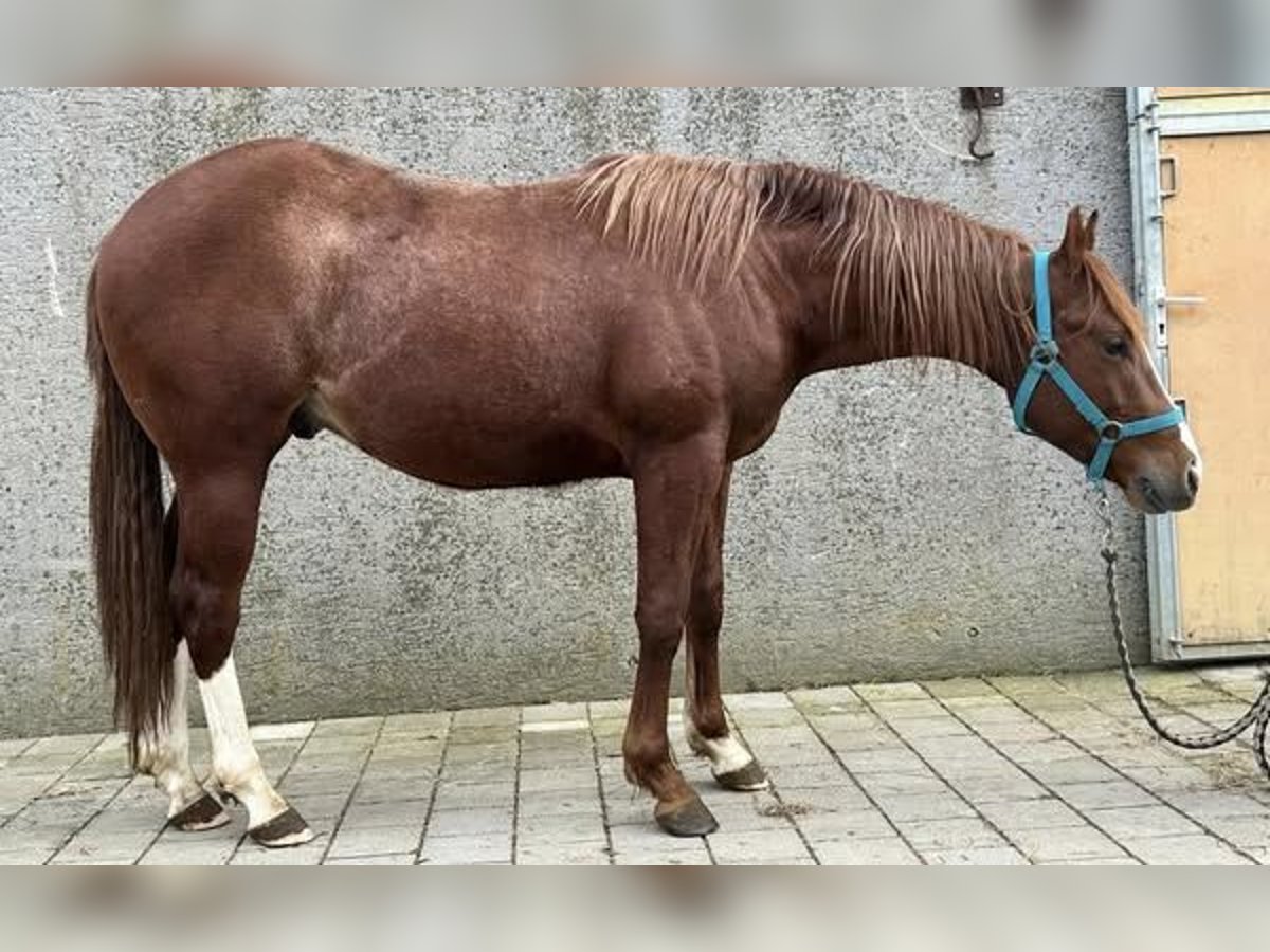 American Quarter Horse Hengst 2 Jahre Dunkelfuchs in Deggenhausertal
