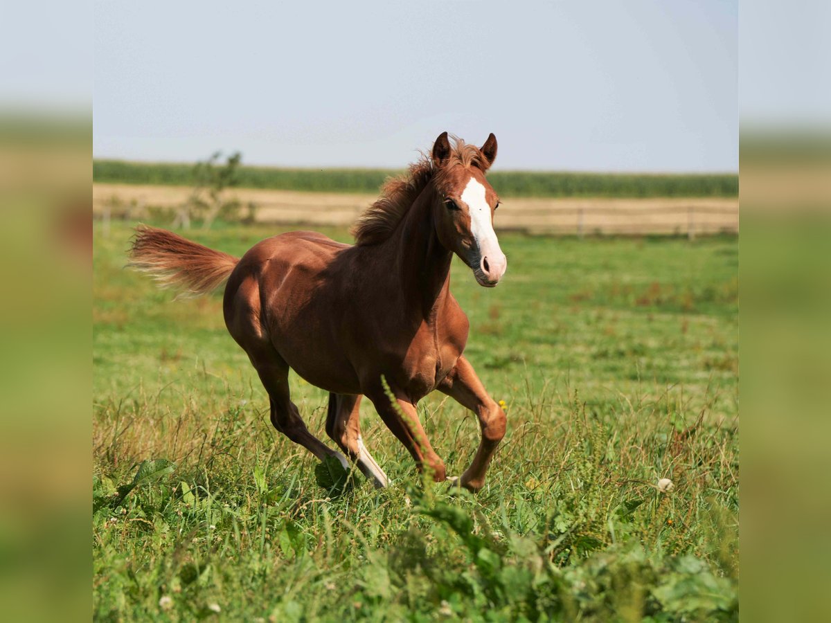 American Quarter Horse Hengst 2 Jahre Fuchs in Biberach an der Riß