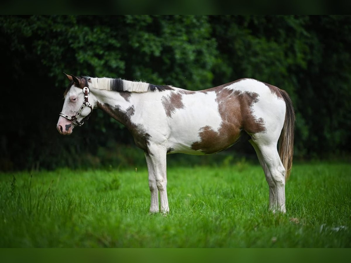 American Quarter Horse Hengst 2 Jahre Overo-alle-Farben in Wrocław