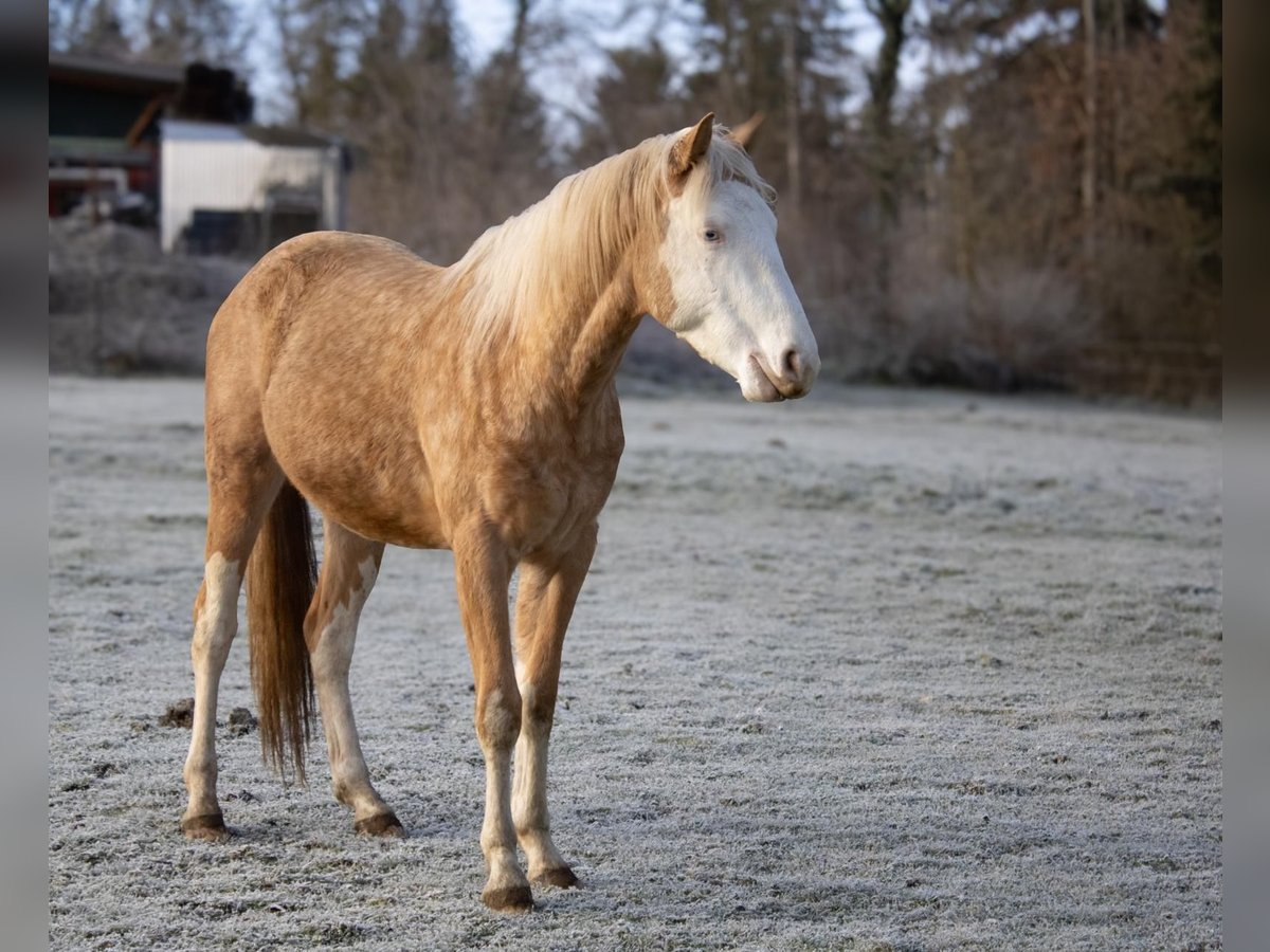 American Quarter Horse Hengst 2 Jahre Palomino in Albstadt