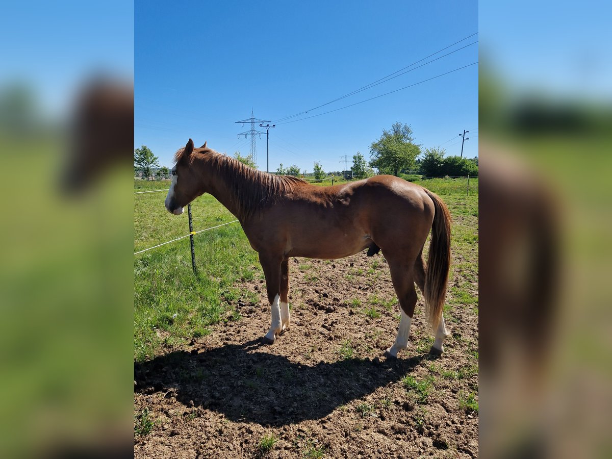 American Quarter Horse Hengst 2 Jahre in Eberbach