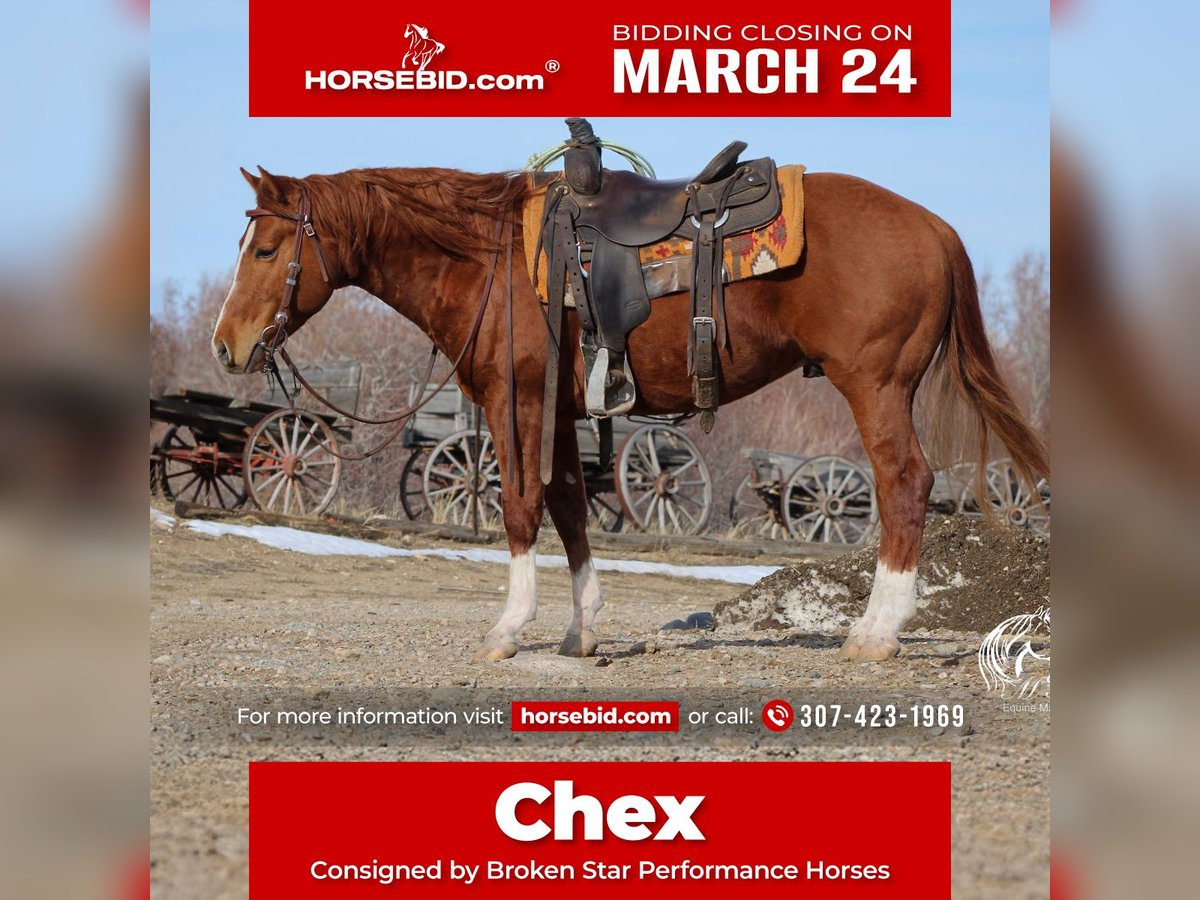 American Quarter Horse Hengst 3 Jaar 145 cm Roodvos in Ranchester, WY