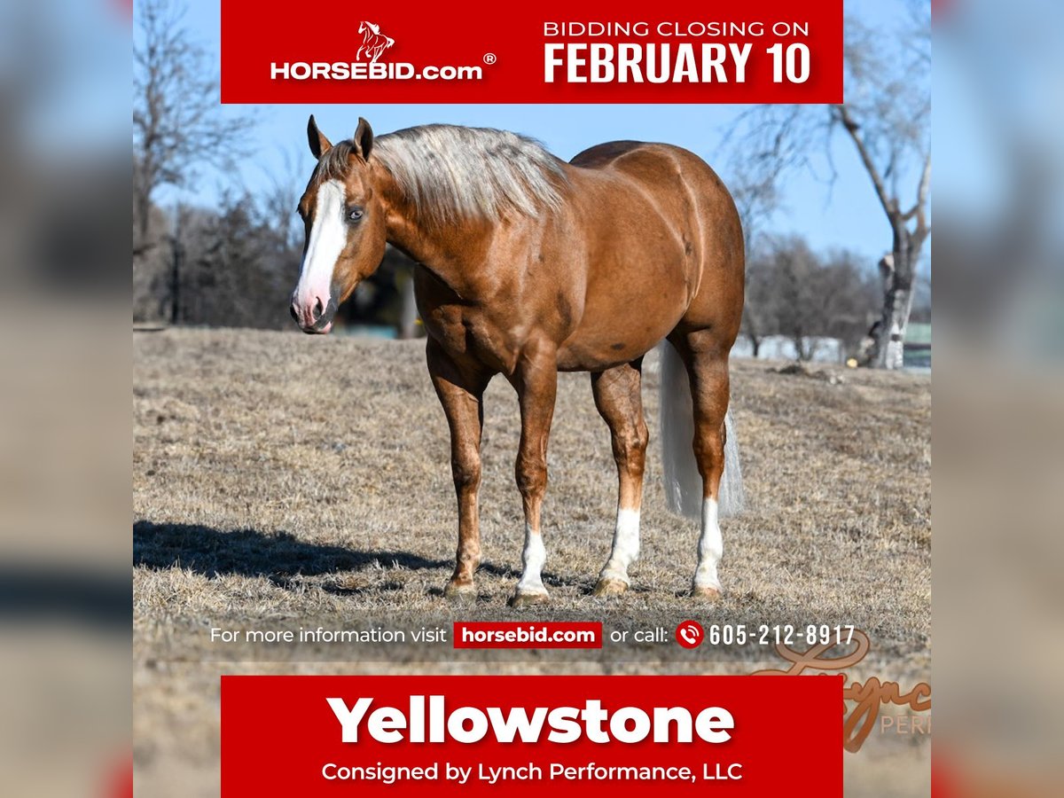 American Quarter Horse Hengst 3 Jaar 150 cm Palomino in Canistota, SD