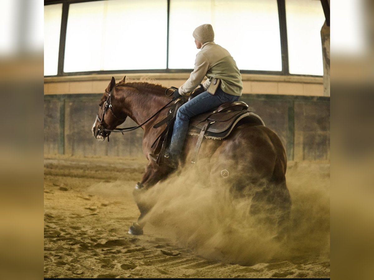 American Quarter Horse Hengst 3 Jaar 150 cm Vos in München