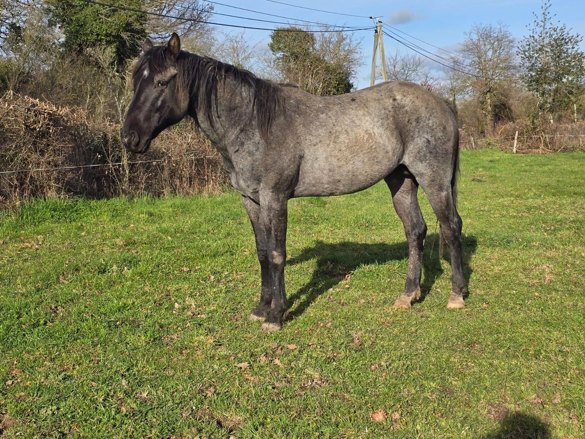 American Quarter Horse Hengst 3 Jaar 153 cm Roan-Blue in Saarburg