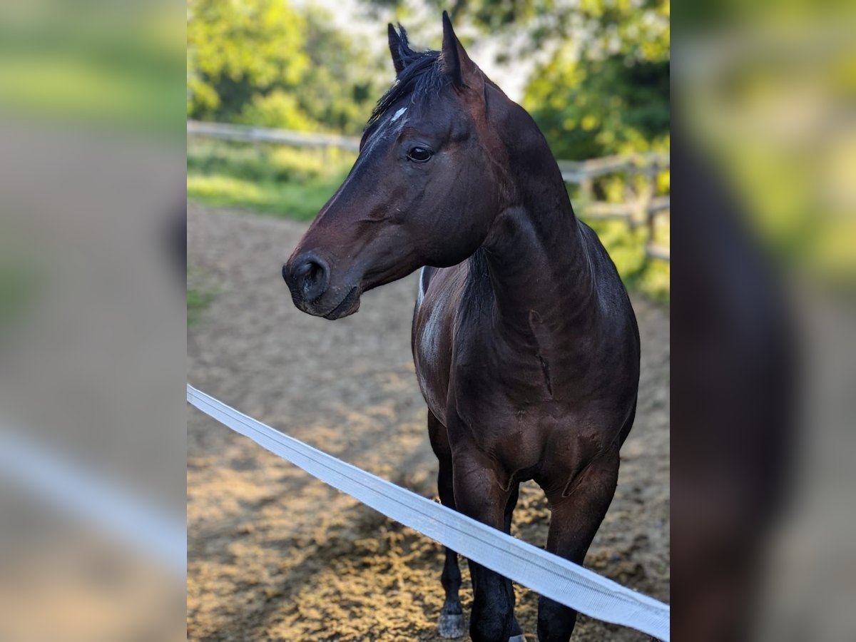 American Quarter Horse Hengst 3 Jaar 160 cm Donkerbruin in Herren Sulzbach