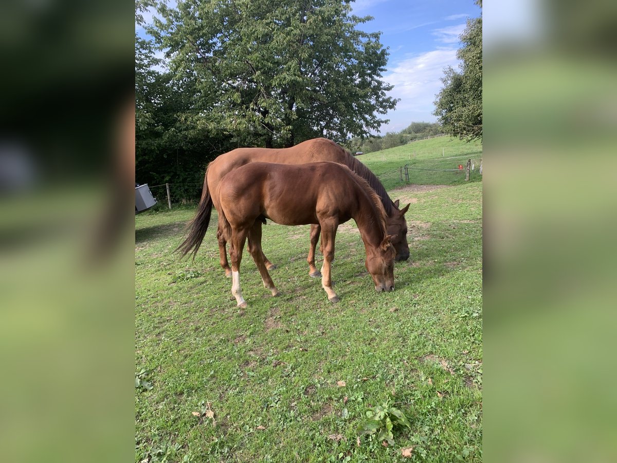 American Quarter Horse Hengst 3 Jaar 160 cm Donkere-vos in Rohrdorf