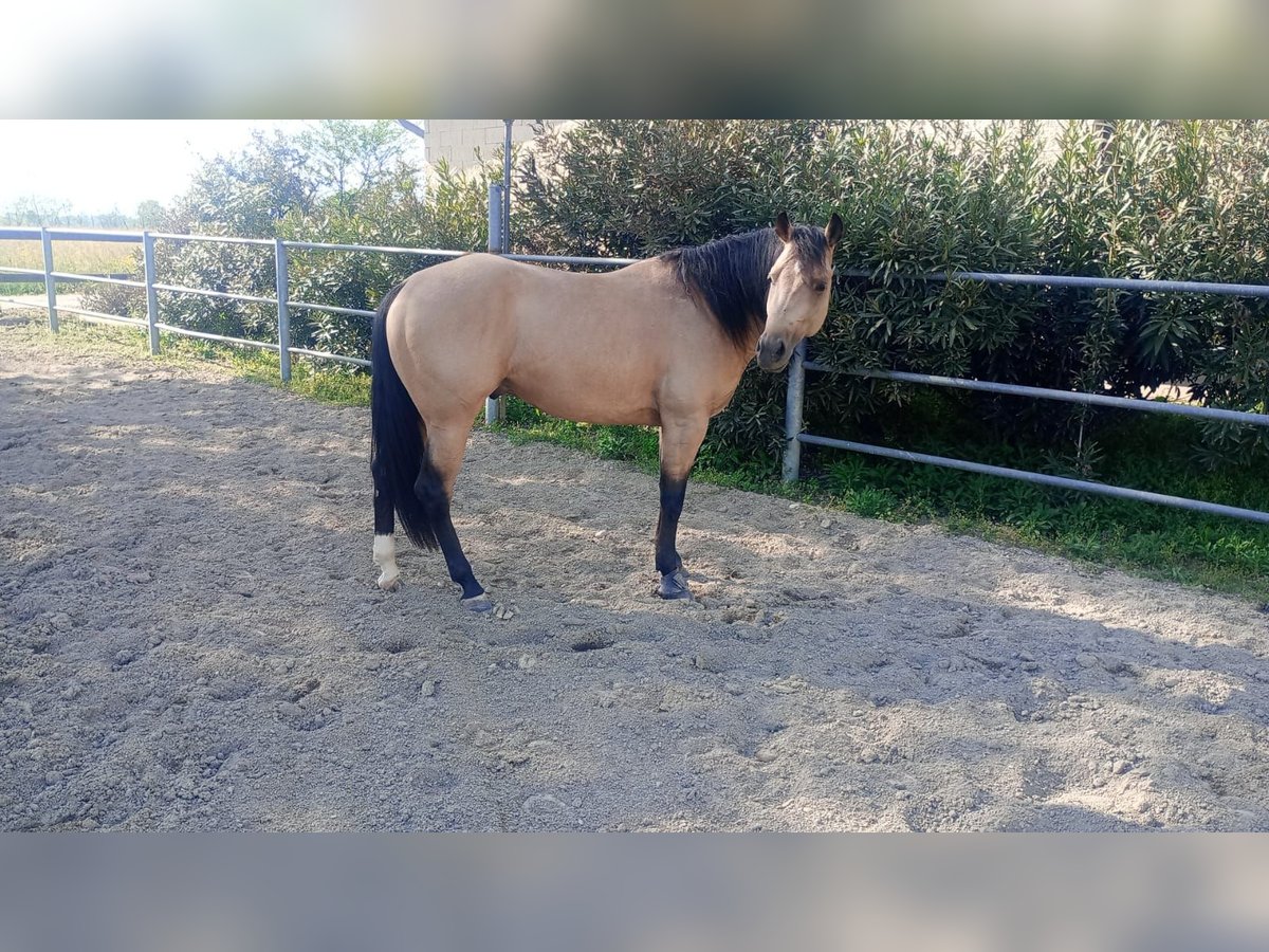 American Quarter Horse Hengst 3 Jaar in Loranze&#39;