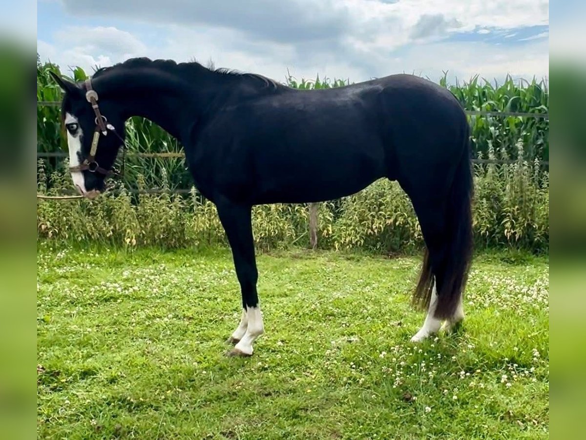 American Quarter Horse Hengst 3 Jahre 139 cm Rappe in Barneveld