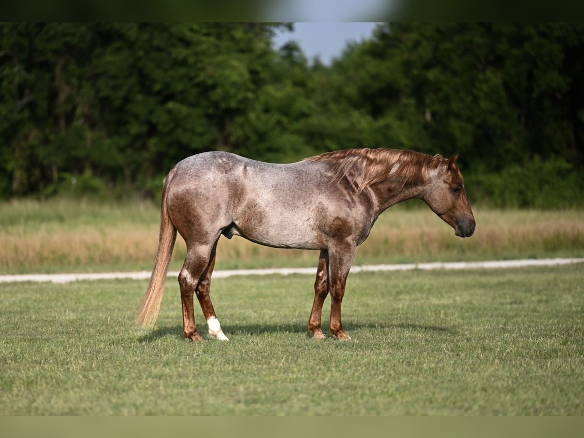 American Quarter Horse Hengst 3 Jahre 142 cm Roan-Red in Waco