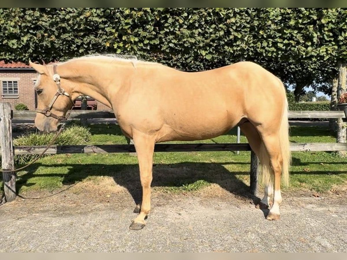 American Quarter Horse Hengst 3 Jahre 146 cm Palomino in Barneveld