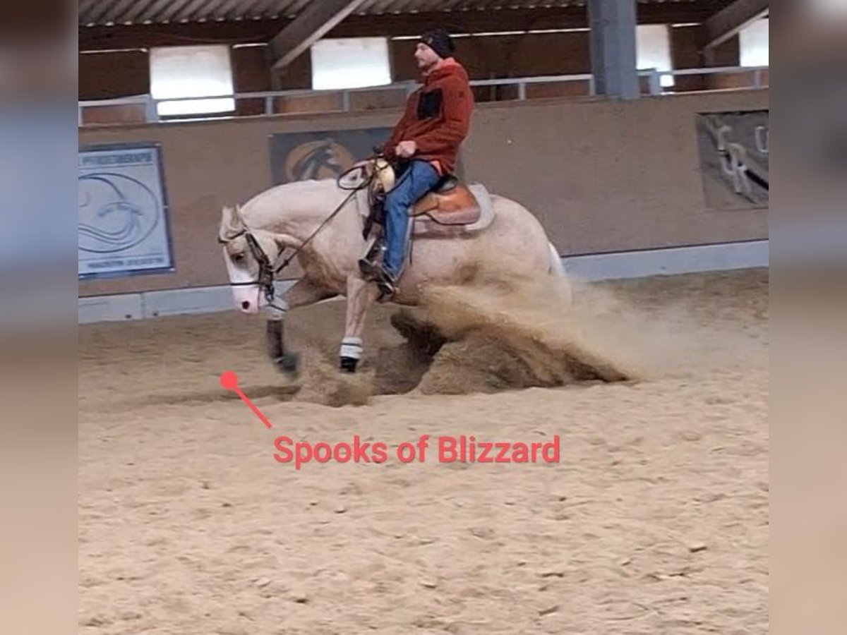 American Quarter Horse Hengst 3 Jahre 147 cm Palomino in Parkstein