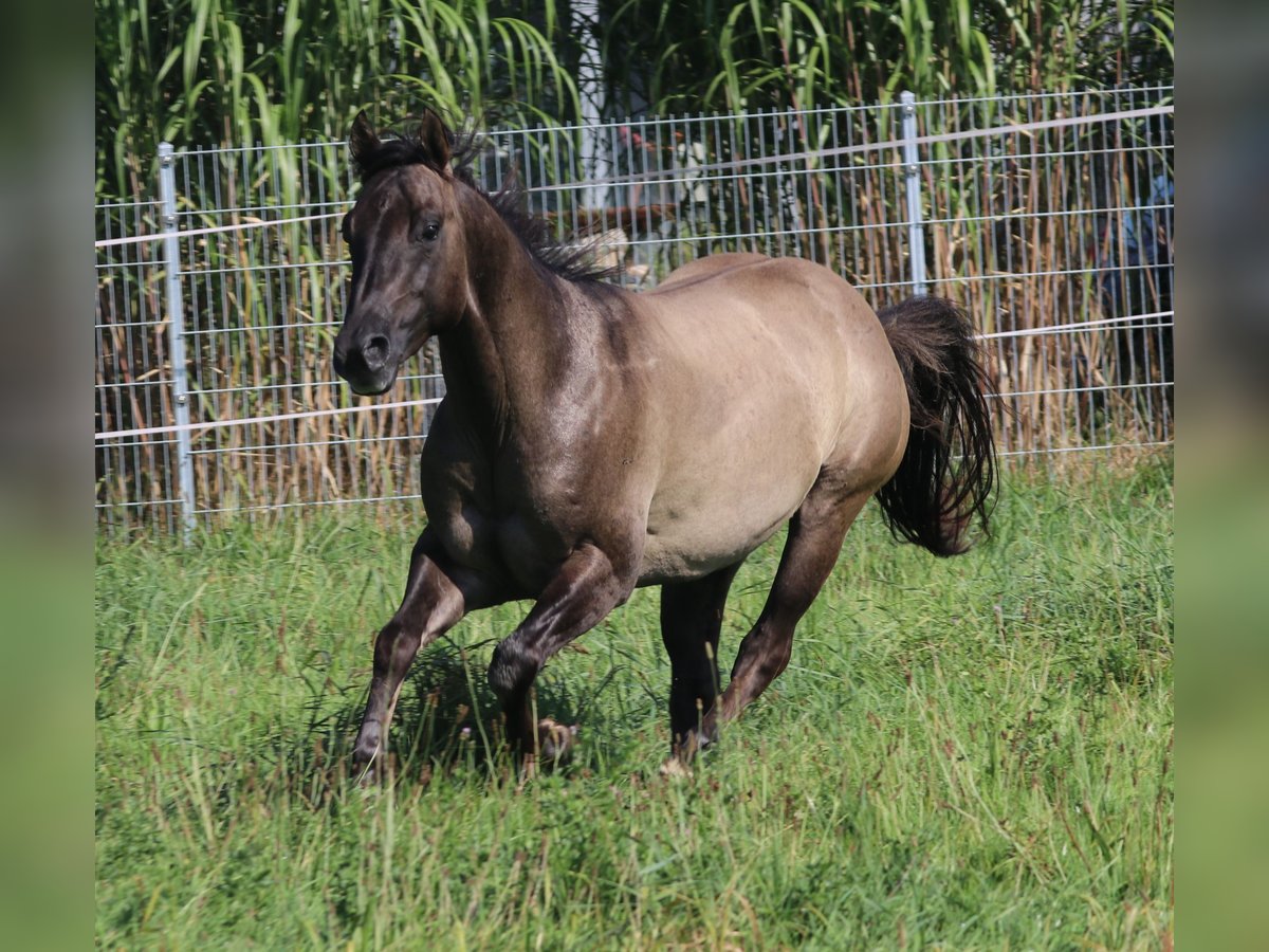 American Quarter Horse Hengst 3 Jahre 148 cm Grullo in WahlsburgBodenfelde