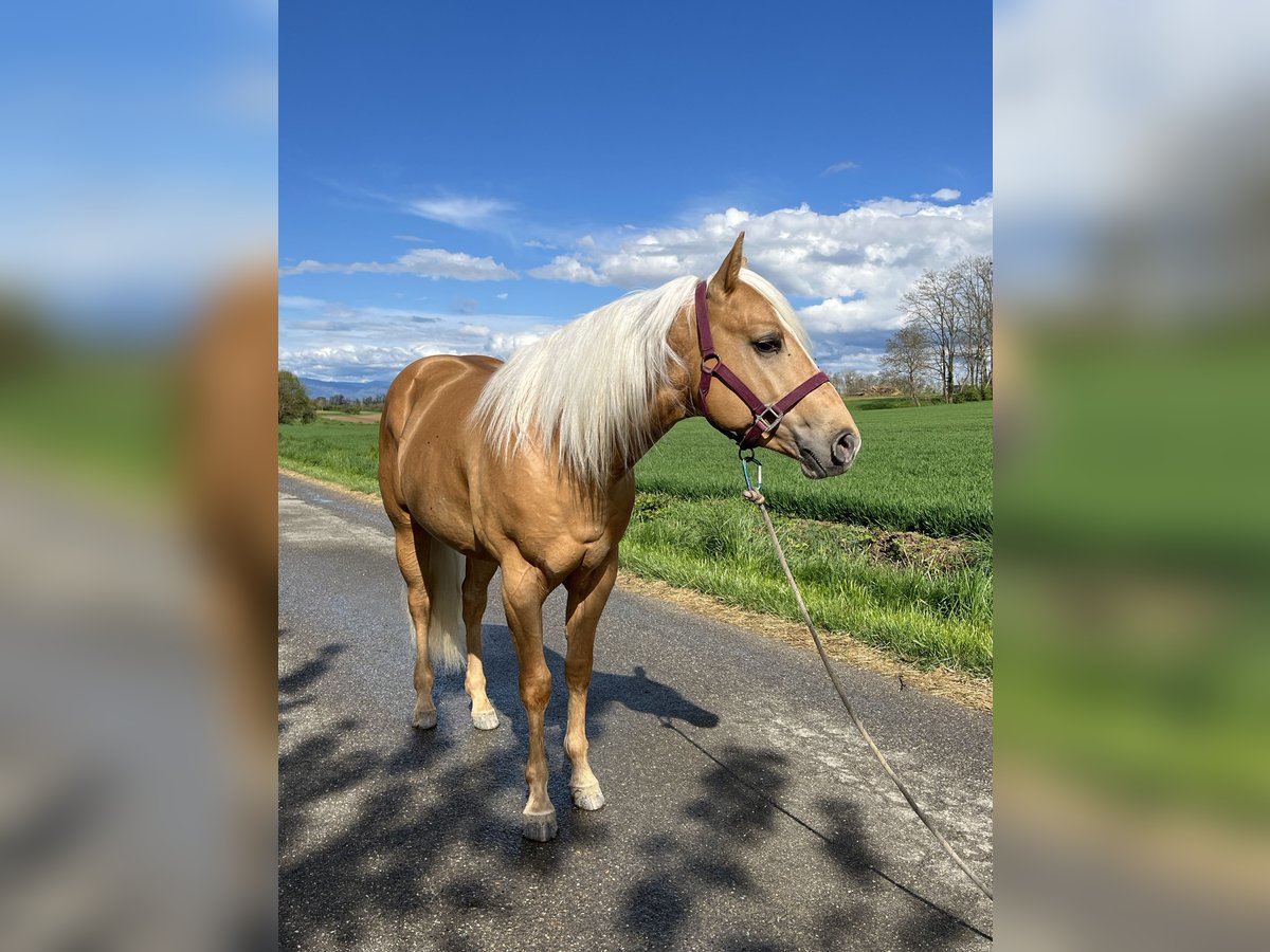 American Quarter Horse Hengst 3 Jahre 148 cm Palomino in Kappelen