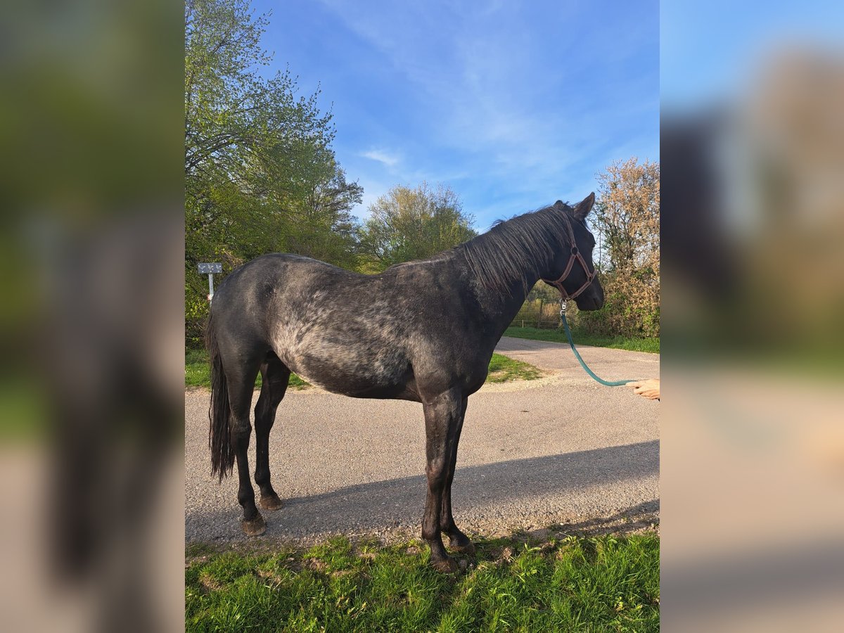 American Quarter Horse Hengst 3 Jahre 148 cm Roan-Blue in Mörnsheim