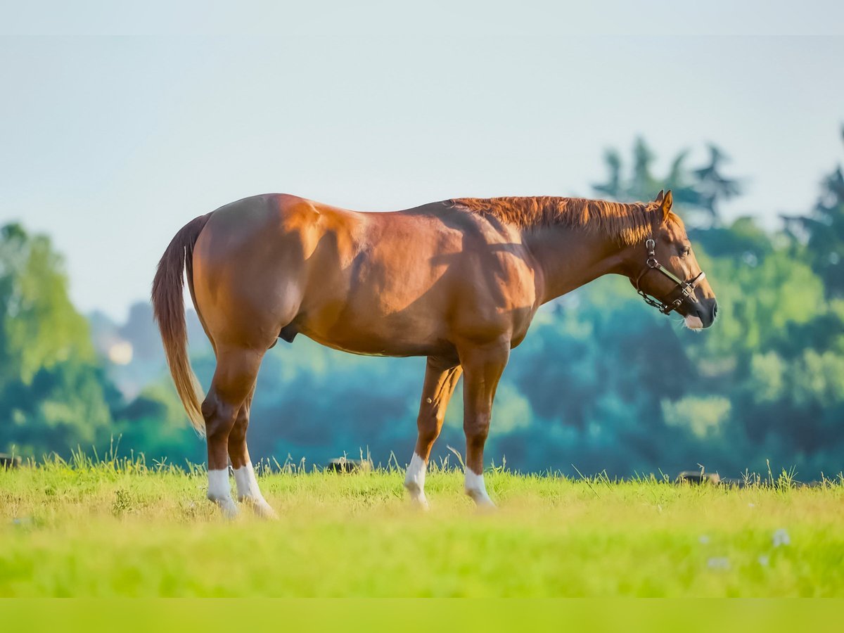 American Quarter Horse Hengst 3 Jahre 150 cm Fuchs in M&#xFC;nchen