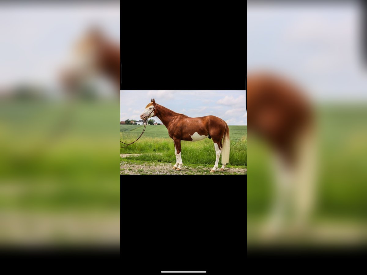 American Quarter Horse Hengst 3 Jahre 150 cm Fuchs in Winzer