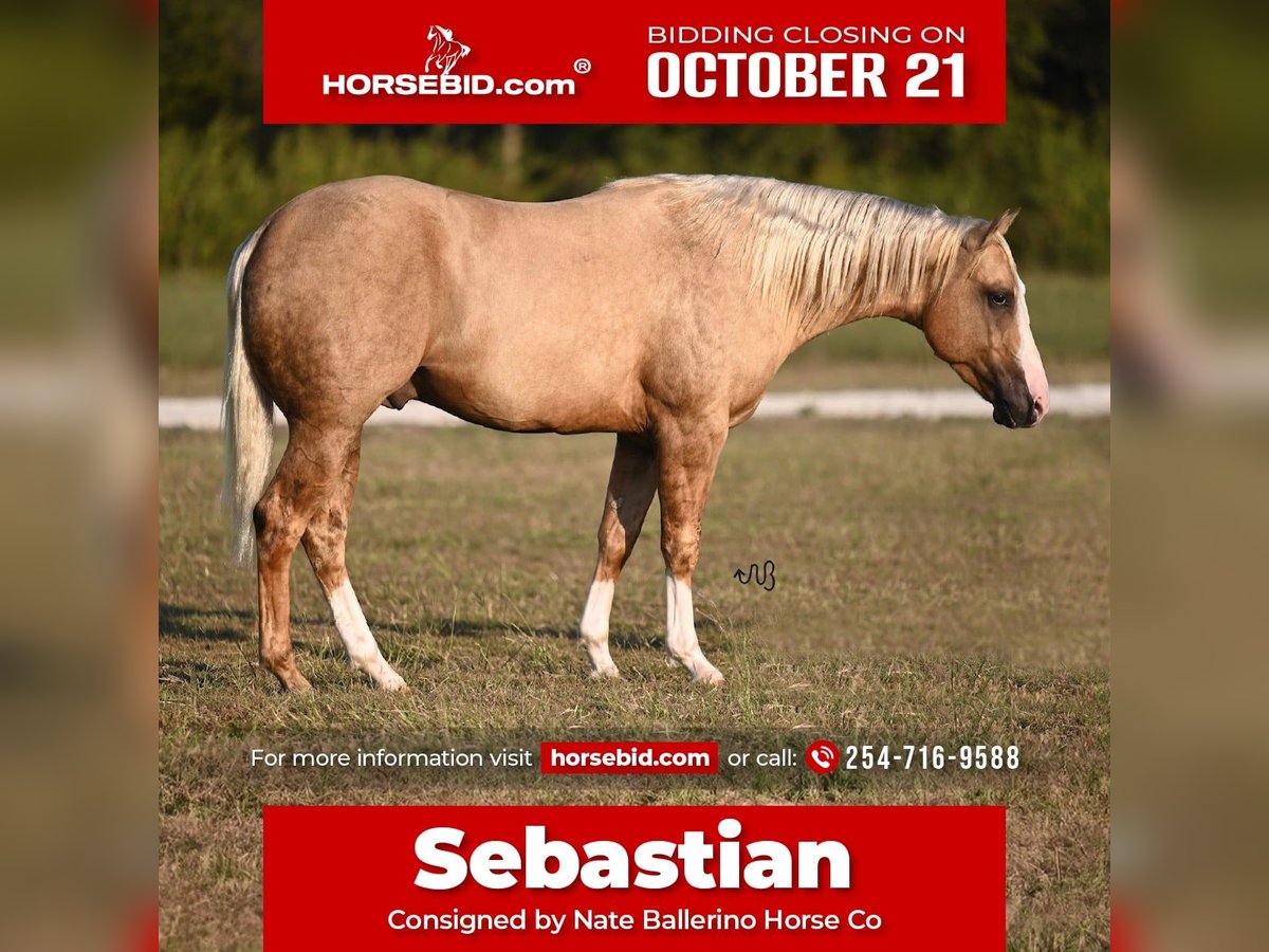 American Quarter Horse Hengst 3 Jahre 150 cm Palomino in Waco, TX