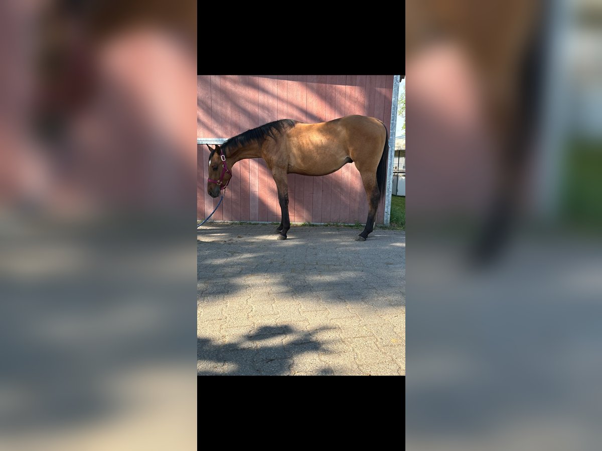 American Quarter Horse Hengst 3 Jahre 150 cm in Bergkamen