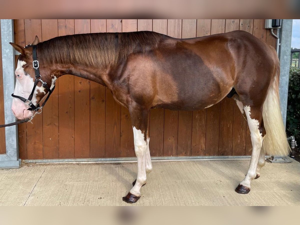 American Quarter Horse Hengst 3 Jahre 152 cm Overo-alle-Farben in San Miniato Basso
