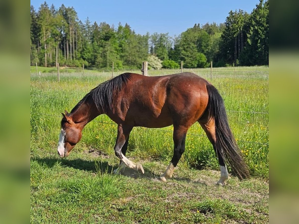 American Quarter Horse Hengst 3 Jahre 155 cm Brauner in Halfing